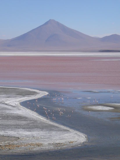 Ein faszinierender Ort, die Laguna Colorado, mit von Plankton rot gefärbtem Wasser.