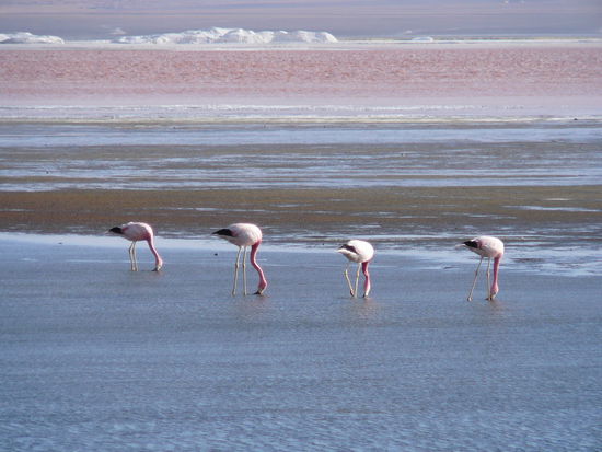 In dieser Lagune leben so um die 20'000 Flamingos.