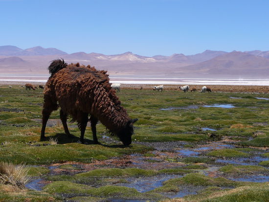 Was in der Schweiz die Kühe sind hier im Hochland die Lamas, Alpacas und Vicuñas.