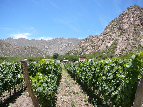 Weinberg in Cafayate