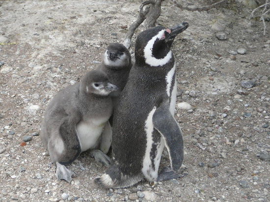 Eine kleine Pinguinfamilie.