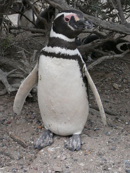 Da die Pinguine keinen 3d-Blick wie wir haben, schauen sie einem immer nur mit einem Auge an.