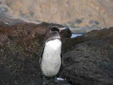 Die Galapagos-Pinguine sind ziemlich klein und gehören zu den Brillenpinguinen.