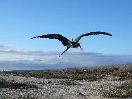Ein Kormoran beim Landeanflug.