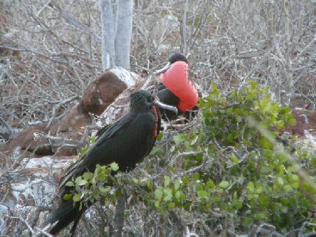 Ein Kormoran auf Weibchensuche!