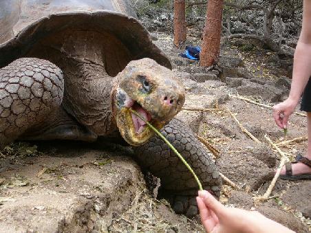 Ein weiteres Wahrzeichen der Galapagos-Inseln, die Riesenschildkröten.