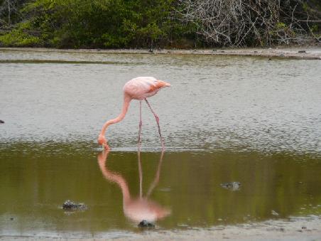 Flamingo