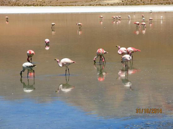 Flamingos (eine der 3 vorkommenden Arten)