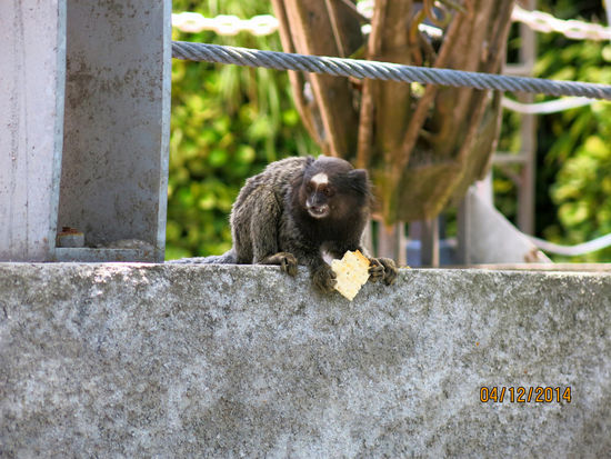 Äffchen am Weg hinunter vom Zuckerhut