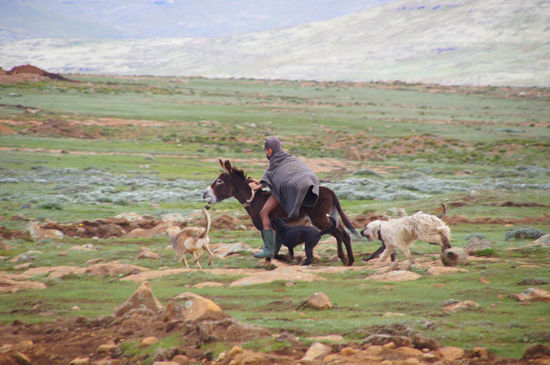 Schäfer in Lesotho