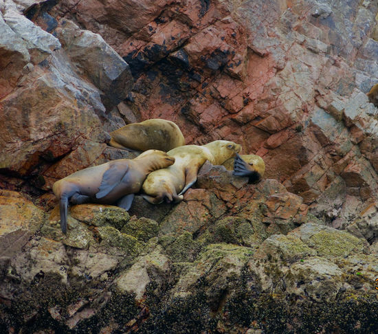 auch Seelöwen brauchen eine Pause