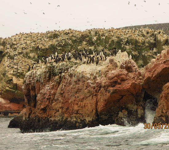 millionen  Vögel und einige Pinguine