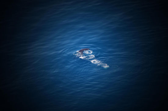 Pottwal beim Abtauchen