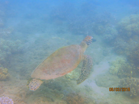 Schildkröte beim Schnorcheln