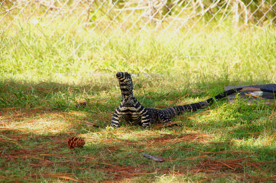 Sowas kommt einem am Campingplatz hin und wieder entgegen 