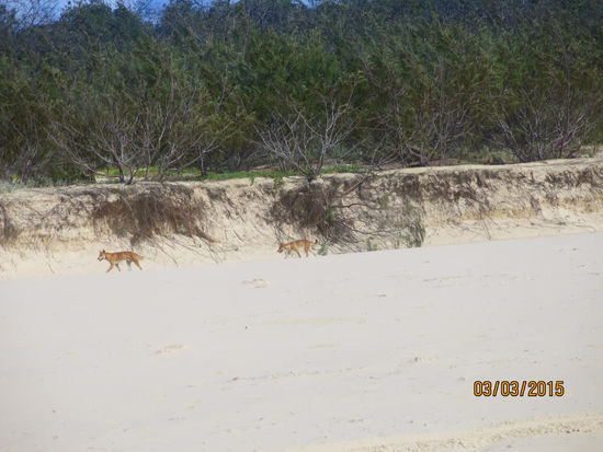 Dingos auf Frasern Island