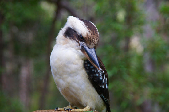 der Steakdieb höchst persönlich
