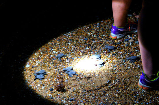 frisch geschlüpfte Schildkröten am Weg ins Meer