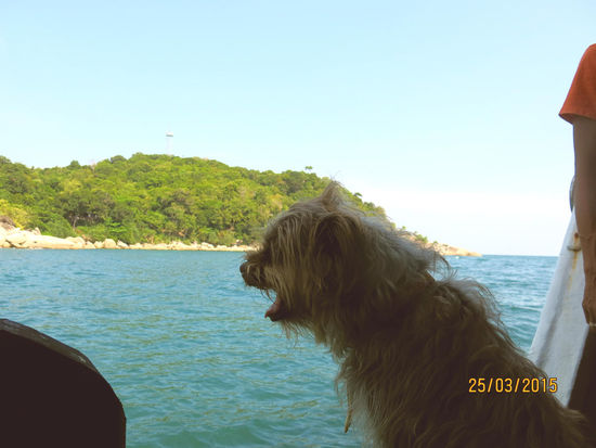 einer der beiden treuen Begleiter auf dem Tauchboot