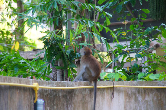 unzählige Affen lebten am Railay Beach