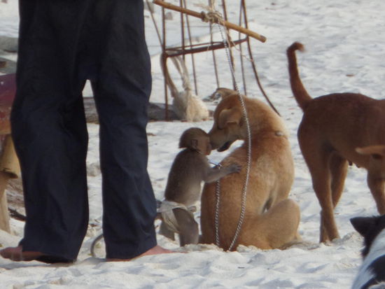 Am PattayaBeach im Blue Tribes bei der bar gibt es ein zahmes Aeffchen ... Hat die Hunde getriezt. Ist zwar angeleint und und entspricht sicher nicht dem normalen Affenleben aber es wurde sehr darum gehaetschelt ..