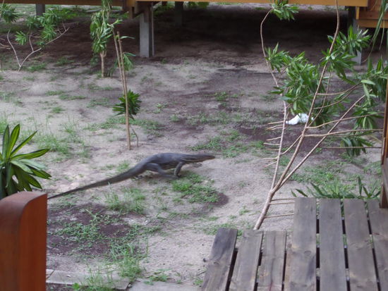 Der war danach vor unserem Bungalow - ging zum Glueck in den Wald retour * grins*