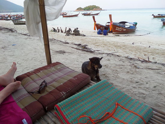 Der Freund ust mir bei weitem lieber als Friedrich der Waran  
Hier gibt es viele Hunde - die meisten schauen zum Glueck halbwegs gut ...