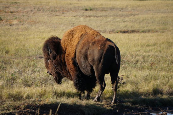 Unser erster Büffel. (Und es sollte bei weitem nicht der letzte sein.)
Er stand nicht weit vom Straßenrand entfernt.