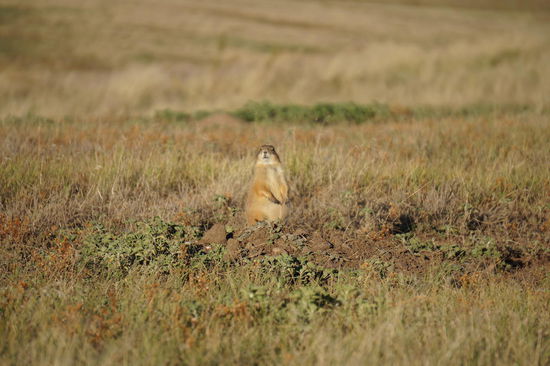 Der erste Präriehund.
Der hielt schon mehr Abstand zum Straßenrand.