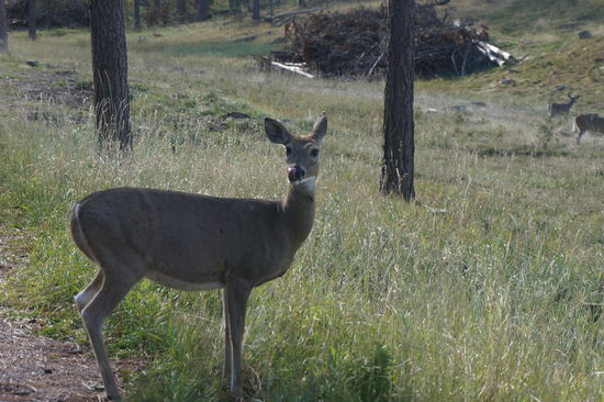 Und kurz vor dem Hotel stand direkt neben der Straße noch dieses Reh.
