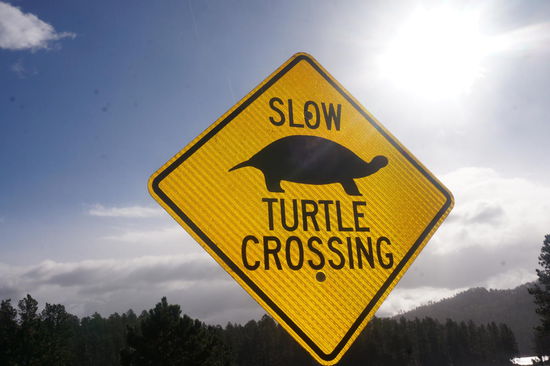 Schildkröten haben wir aber keine gesehen.