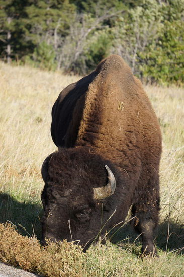 Diesmal habe ich einen Büffel von vorn beim Fressen erwischt.
Wie man am linken unteren Rand sieht, war er direkt neben der Straße.