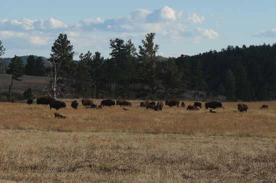 Und hier eine ganze Herde.