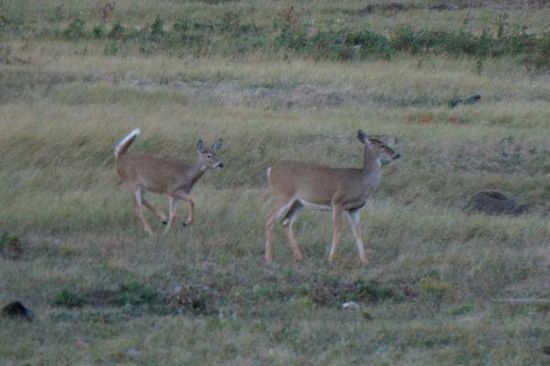 Rehe