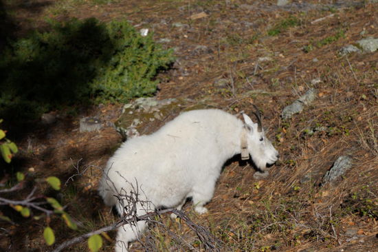 Am dem Weg dorthin sahen wir dann eine Bergziege und ...