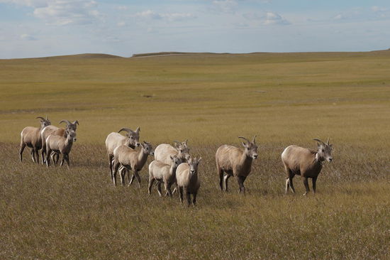 Ein Teil der Dickhornschaf-Herde.