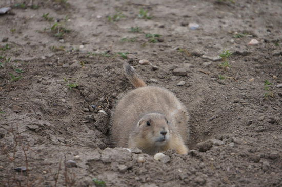 Ein Präriehund