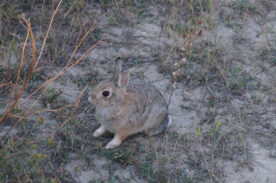 Der Hase. 
Der ist mir zufällig beim Warten auf den Sonnenuntergang vor die Füße gehoppelt.