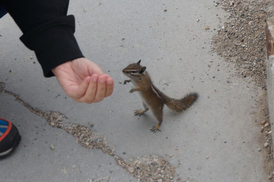 Ein sehr zutrauliches Streifenkhörnchen.
Wir haben es natürlich nicht gefüttert.