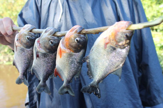 Der Fang unserer Gruppe