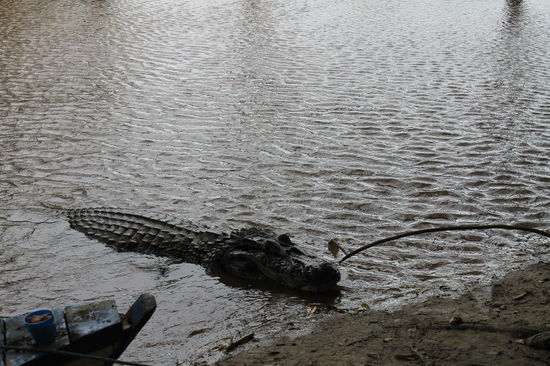 Pepe - der "Haus-Alligator" unserer Lodge, der jeden Tag immer schon auf uns gewartet hat!