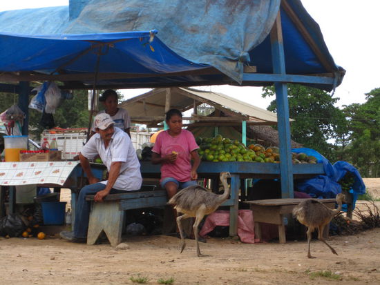 Emu bei einer Raststaette auf der Fahrt zurueck nach La Paz
