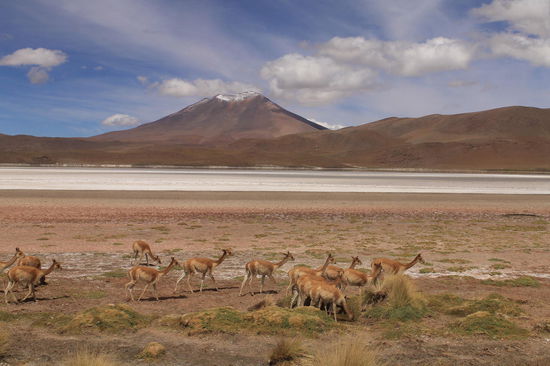 Vicuñas