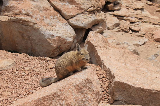 Hasenartiges Tier, das wir nach unserem Lunch entdeckt haben
