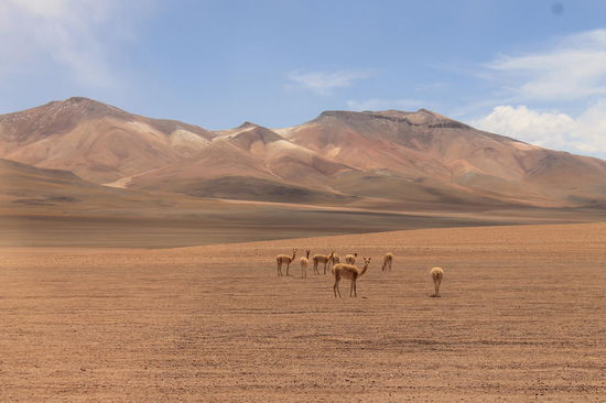 noch mehr Vicuñas vor den mehrfarbigen Bergen
