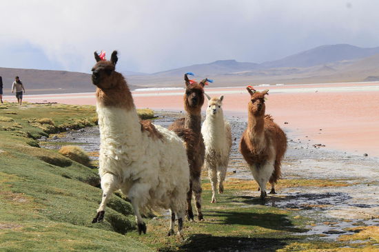 Lamas bei der Laguna Colorada