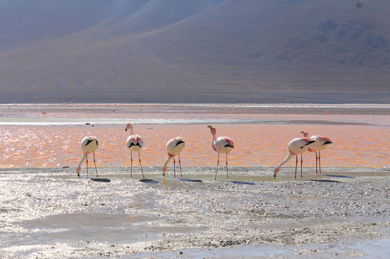 Laguna Colorada