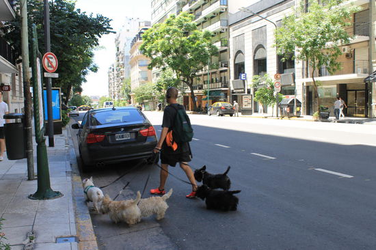 Professioneller Hunde-Ausfuehrer in Recocleta