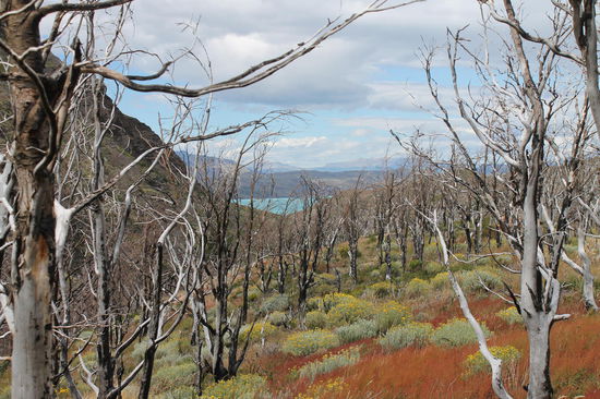 abgebrannte Baeume wie diese machen einen Grossteil d
es Parkes aus