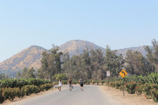Weingut  Santa Rita in der Naehe von Santiago